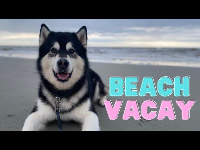 Preparing for a Dog Beach Vacation