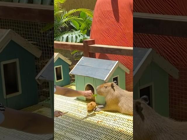 Capybara feeding at Puppy Farm Da Lat Vietnam #fypシ゚viral #fyp #shorts #youtubeshorts #youtube