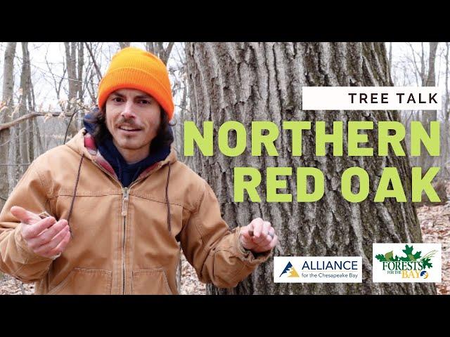 Tree Talk: Northern Red Oak