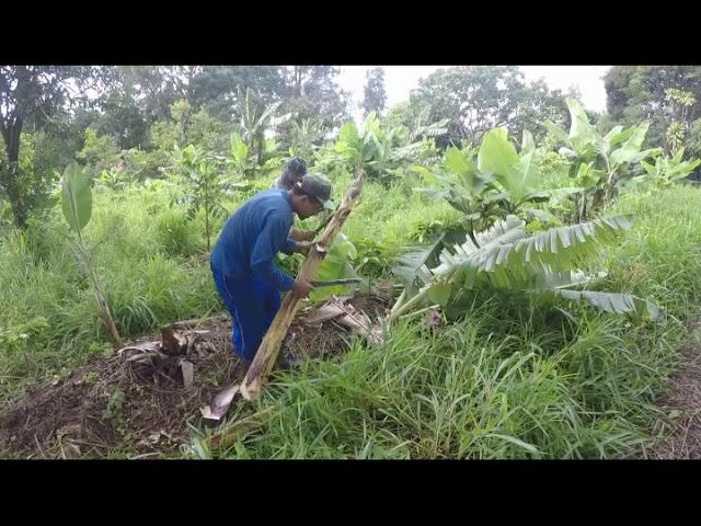 Grass System | FOOD FOREST | ALLEY CROPING | AGROFORESTRY PRACTICES