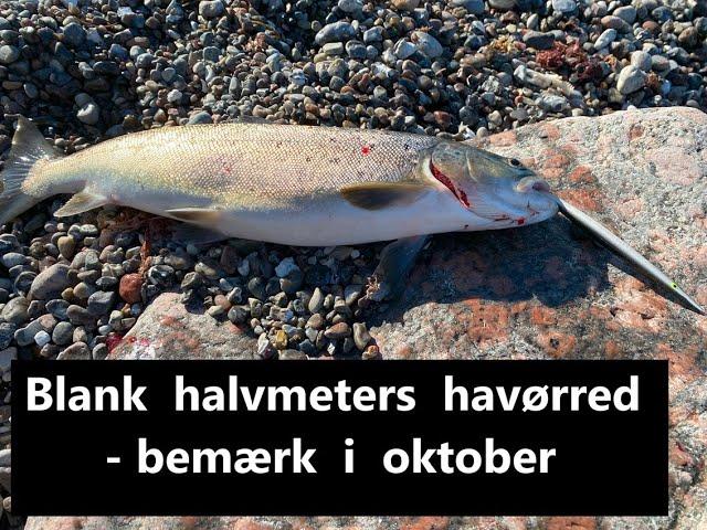 Hotspots og fangster primo oktober