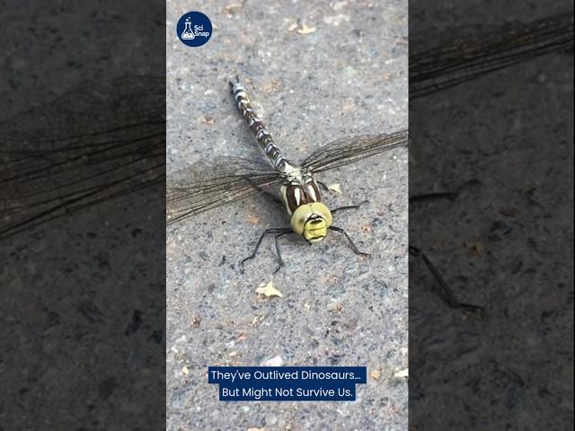Why Dragonflies Are Disappearing — and How We Can Stop It