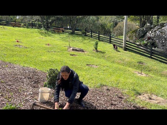 O JARDIM DO SÍTIO VAI FICAR LINDO COM TANTA PLANTA NOVA