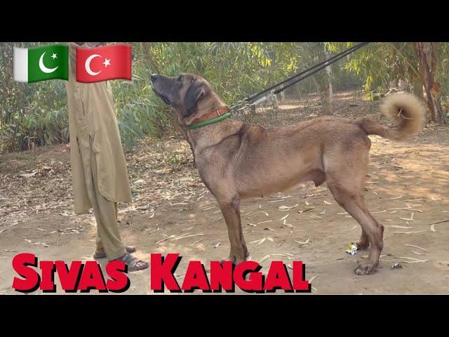 Turkish Kangal SHERU