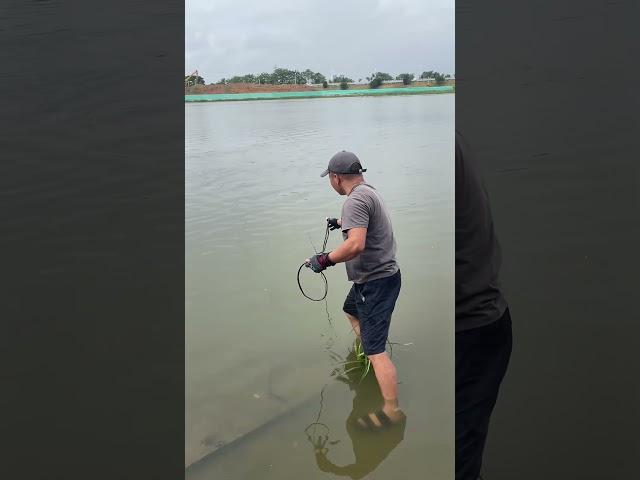 Throw net to catch fish today only tilapia | China Fish Hunter Ep66