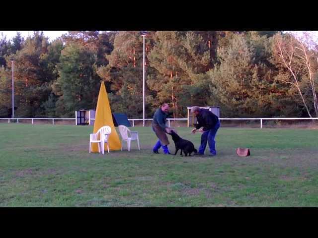 Schutzdienst Training mit dem jungen Hund