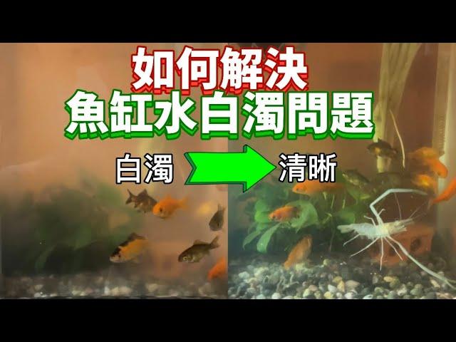 魚缸水混濁白白的不想換水怎麼辦？教你一招解決！