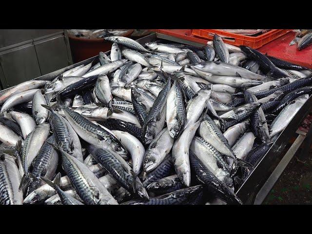 Processing 24 Tons of Norwegian Mackerel per Month. Fish Mass Production Factory in Korea