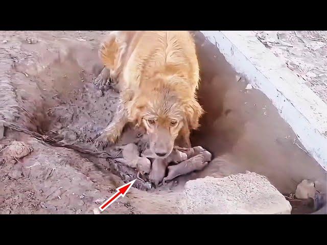 Puppies born in mud, the Chained mother dog begs passers-by to save them