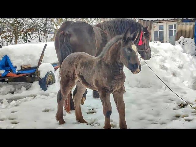 ФАРАОН, СИН БАРОНЕСИ ️ТА ГЕРМЕСА/PERCHERON HORSES