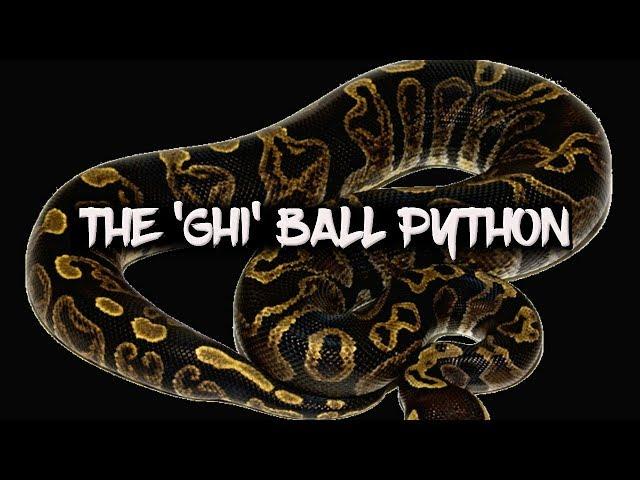 The 'GHI' Ball Python!