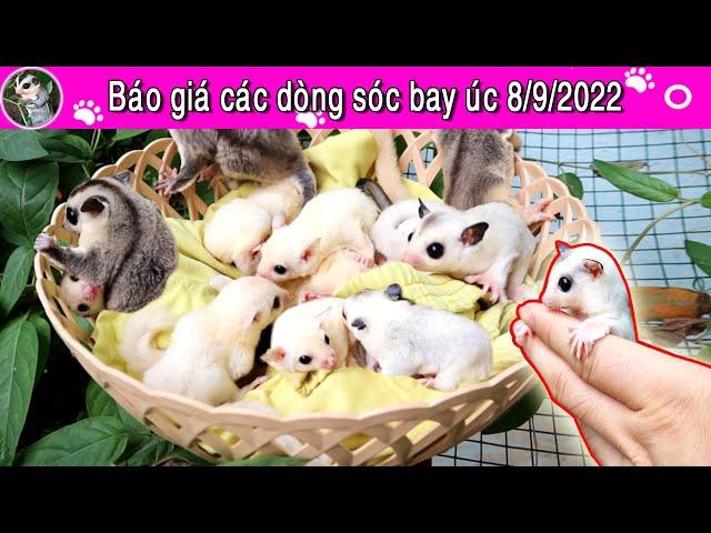 Báo giá các dòng sóc bay úc 8/9/2022 trại sóc bay úc heo xinh - Bình Dương