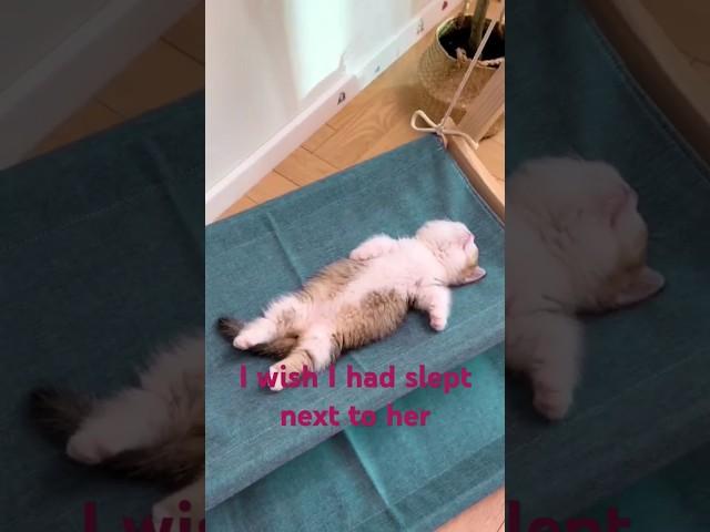 She lets me sleep next to her???  #subscribe #cutecat #cute #funny #pets