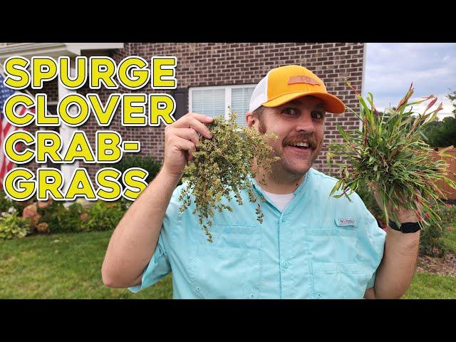 How to Kill Weeds Before Planting Grass Seed - It's About Timing!