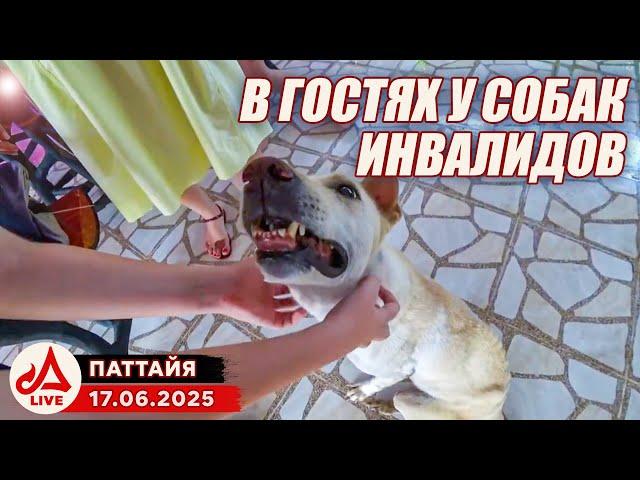 МОТО СТРИМ после работы. Собачья благотворительность. Море в Бангсаре  Thailand LIVE
