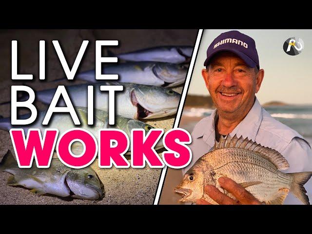 Beach Fishing With Live Bait On A Run-in Tide! 