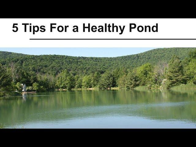 Five Tips For a Healthy Pond