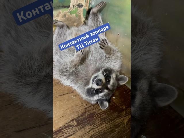 Контактный зоопарк