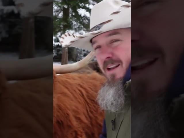 When Buying Highland Cows