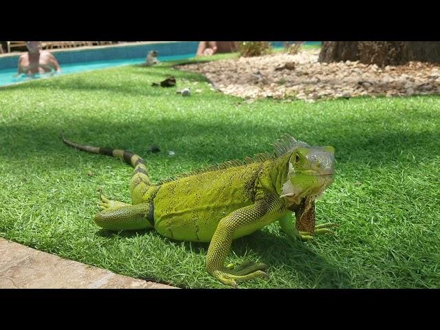 Iguanas at the pool in Aruba