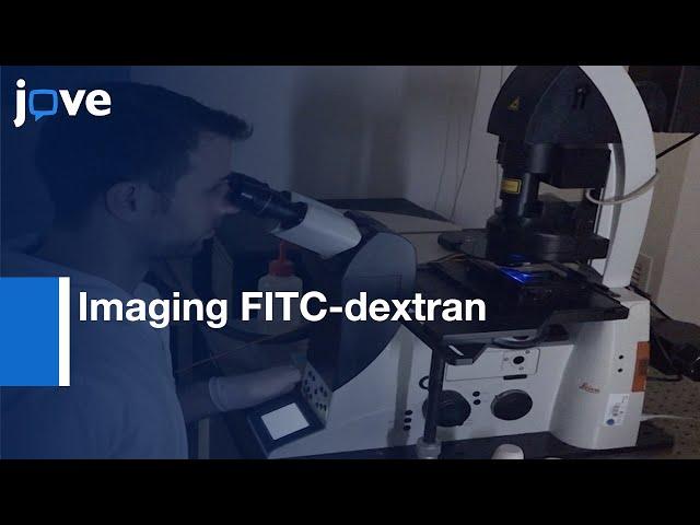 Imaging FITC-dextran As Reporter or Regulated Exocytosis l Protocol Preview
