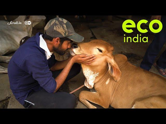 Eco India: The livestock farm that rears native Indian cow breeds but with a zero-dairy policy