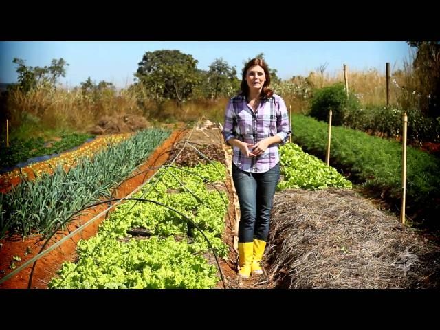 Agricultura Orgânica - Momento Ambiental