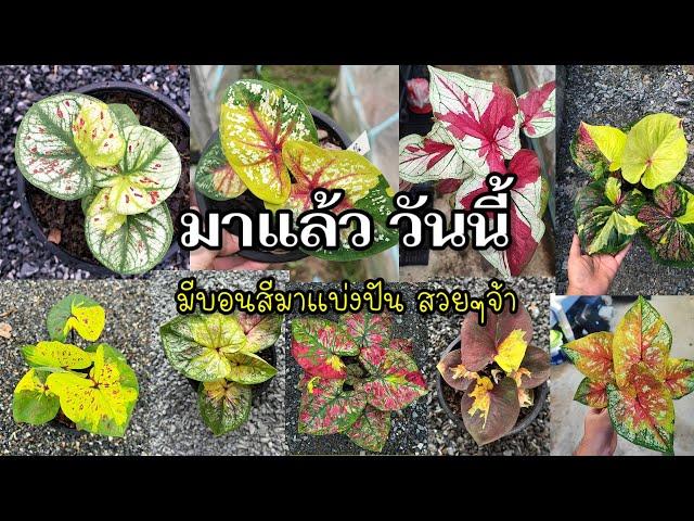 แบ่งปันบอนสีรอบนี้มีหลายขนาดครับ|เบิดชัย บอนสี