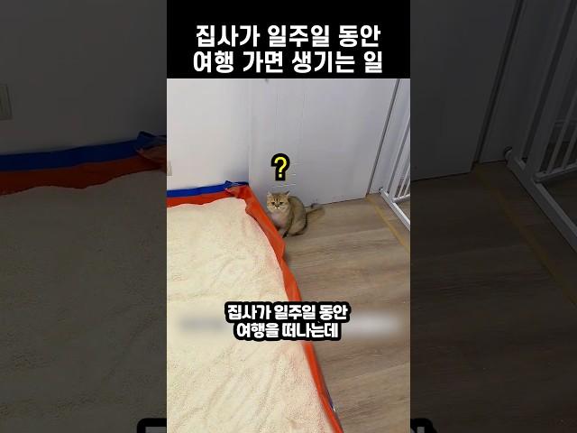집사가 일주일 동안 여행 가면 생기는 일