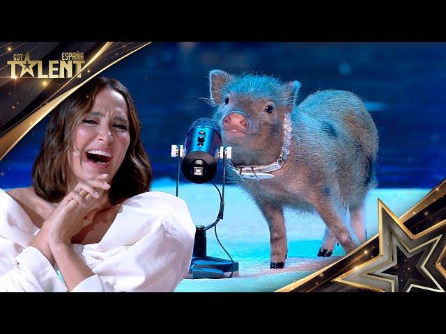 This PIGGY does UNTHINKABLE tricks at just 5 months old | Auditions 2 | Spain's Got Talent 2024