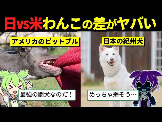 4歳児を殺した「世界最強の闘犬」ピットブルが老夫婦に近づいたとき…紀州犬がとった驚きの行動とは？【ずんだもん＆ゆっくり解説】