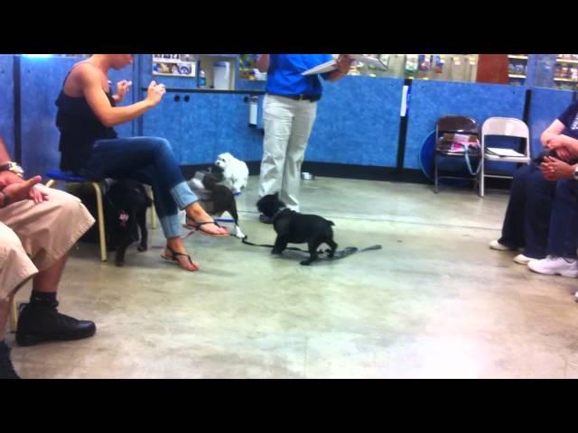 Puppy training class at Petsmart Level 1