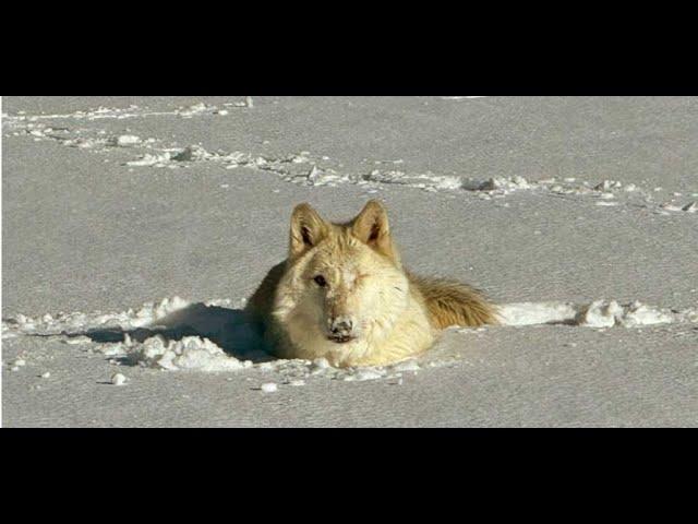 Wolfdogs Become Snowdogs After a Huge Snow