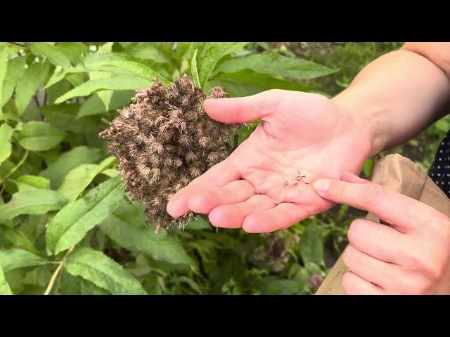 How to harvest Spotted Joe Pye Weed (Eutrochium maculatum) seeds.