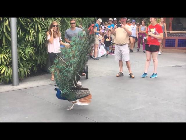 Peacock Opening Its Feathers