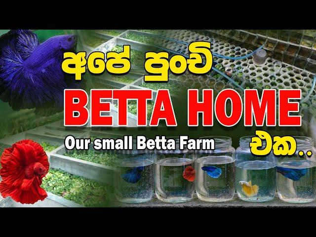 Our little Betta farm