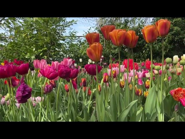 Peter Nyssen Flower Bulbs, Explore our Special Offers for the best Spring Bulbs at the Lowest prices