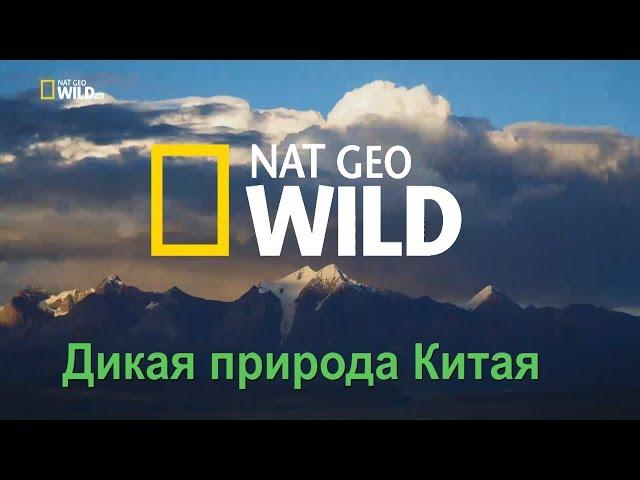 Nat Geo Wild: Дикая природа Китая. Царство дикой природы Тибета / China's wild side