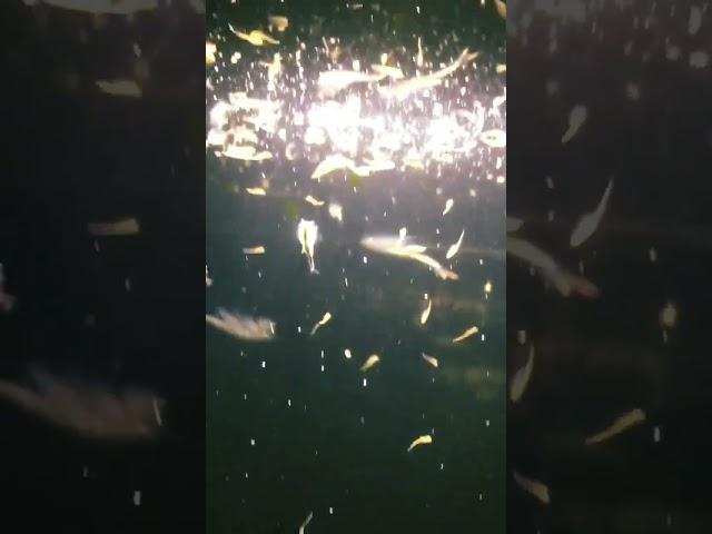 So many fairy shrimps! Few species living together.