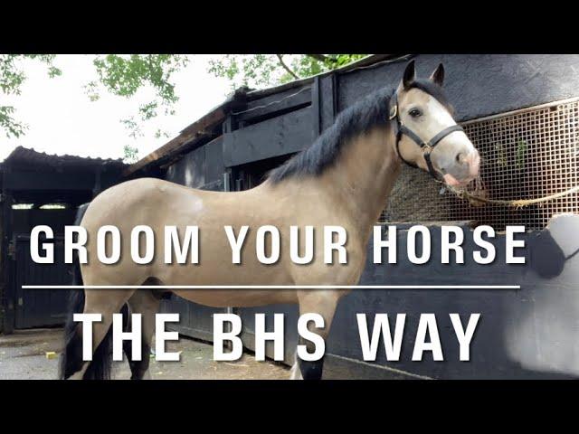 How to groom a horse for beginners | BHS grooms career pathway guide