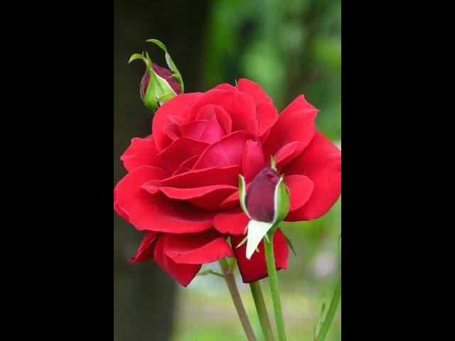 Can You Guess the Price of this ROSE PLANT  #Shorts #roseplants #rosesplantsgrowingtipsintamil