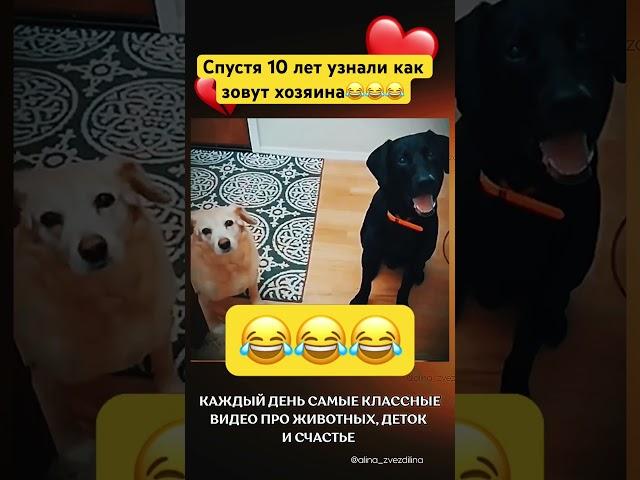А вы знакомы со своими?#собаки #собака #реакции #реакция #смешно #смешное #смешноевидео #смешные