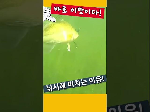 낚시에 미치는 이유! 바로 이 맛이다!