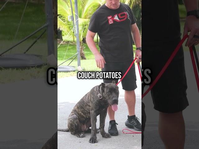 Cane Corso vs Presa Canario: Which Dog Is Right for You?