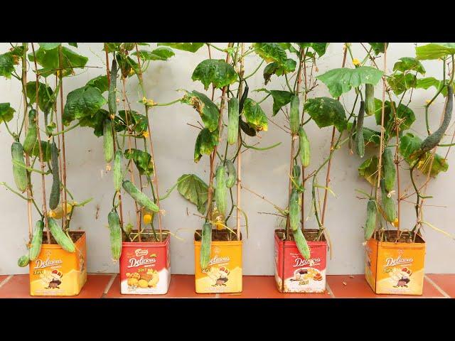 Amazing Idea | How to Grow Cucumbers at Home with Many Fruits, Extremely Easy