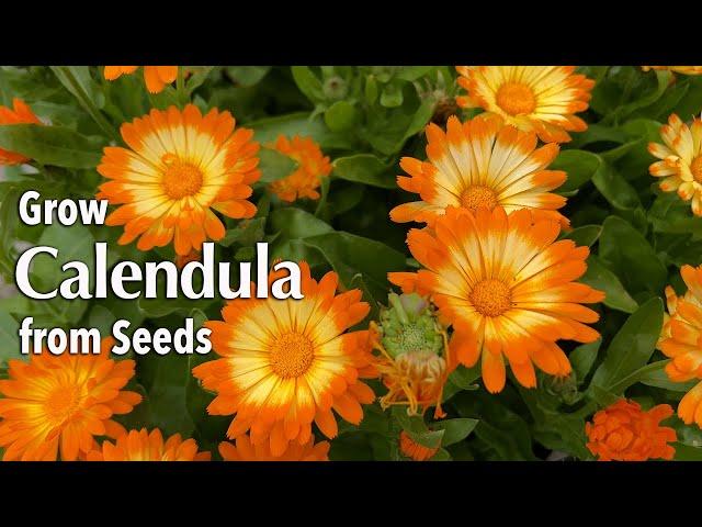 How to Grow Calendula or Pot Marigold from seed in Pots or a container 