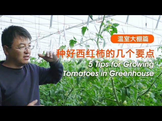 5 Tips for Growing Tomatoes in Greenhouse