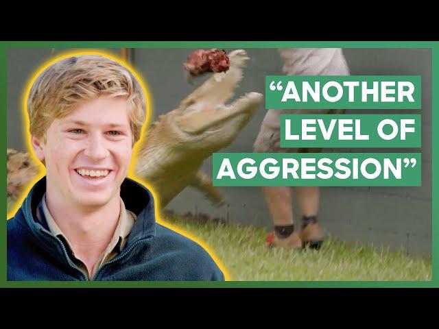 Robert Irwin Trains Casper For The Crocodile Show | Crikey! It's The Irwins