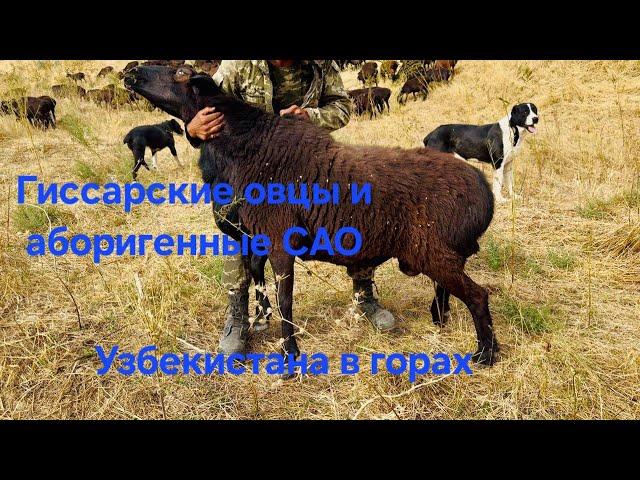 Гиссарские овцы ф/х "Гиссар" Бостанлыкский р-н, Ташкентской области. Узбекистан. Осень 2024