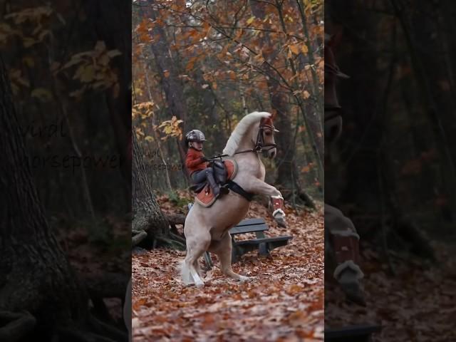 ponies have so much sass️ #youtube #horse #edit #equestrian #fail #shorts #shortvideos #funny